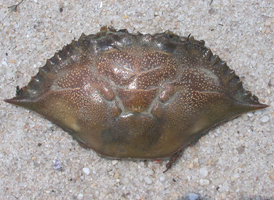 Blue Crab